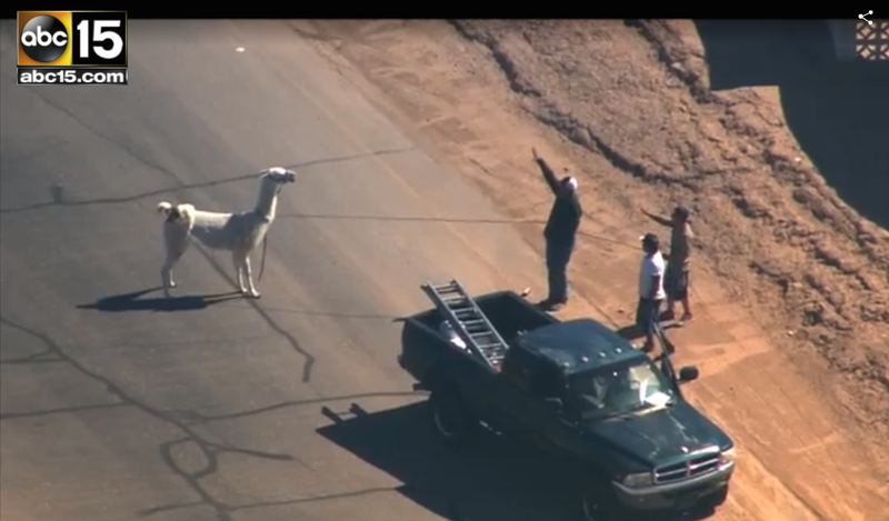 Illustration for article titled Loose Llama Lassoed From A Moving Pickup Truck, Already An Ad